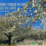 cartel-oficial-primavera-y-cerezo-en-flor-2015-150x150