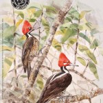 cartel_FIO_2015-150x150