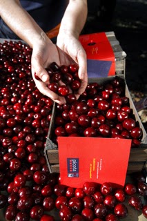 Cerceza Picota - Valle del Jerte