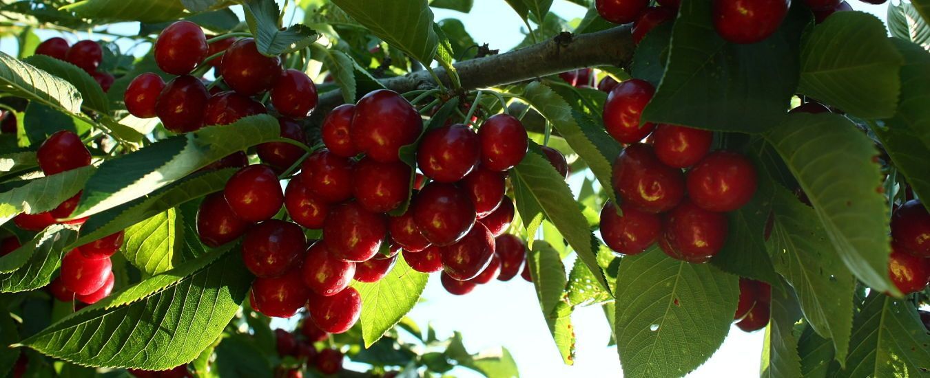 Recogida de las Cerezas en el Valle del Jerte