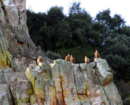 Buitres en Monfragüe