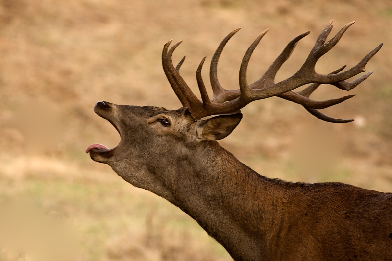 La Berrea en Extremadura