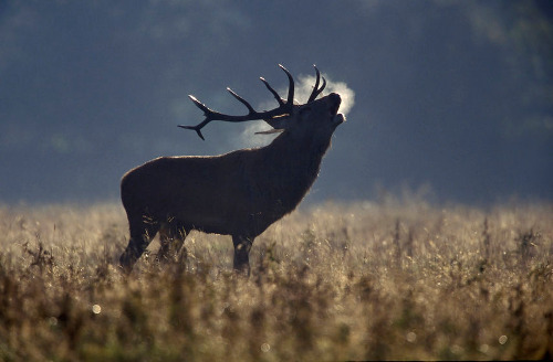 La Berrea en Extremadura